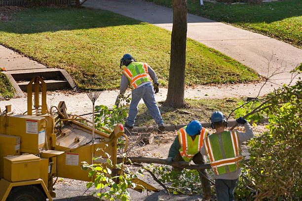 Palm Tree Trimming in Bryn Mawr Skyway, WA